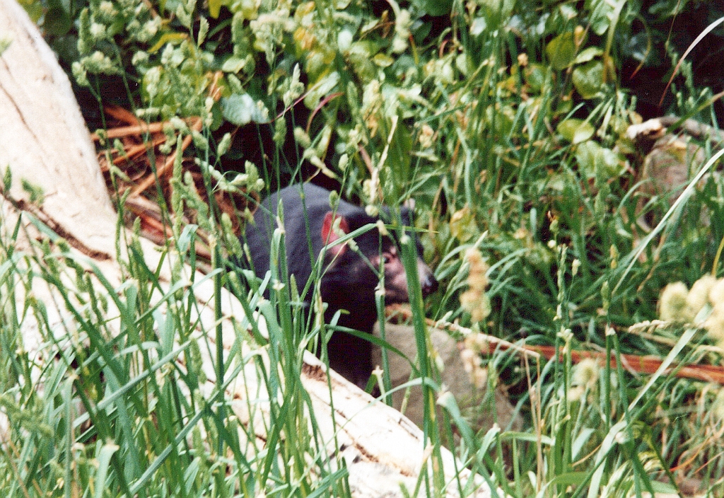 2000 - Australie 104T.jpg